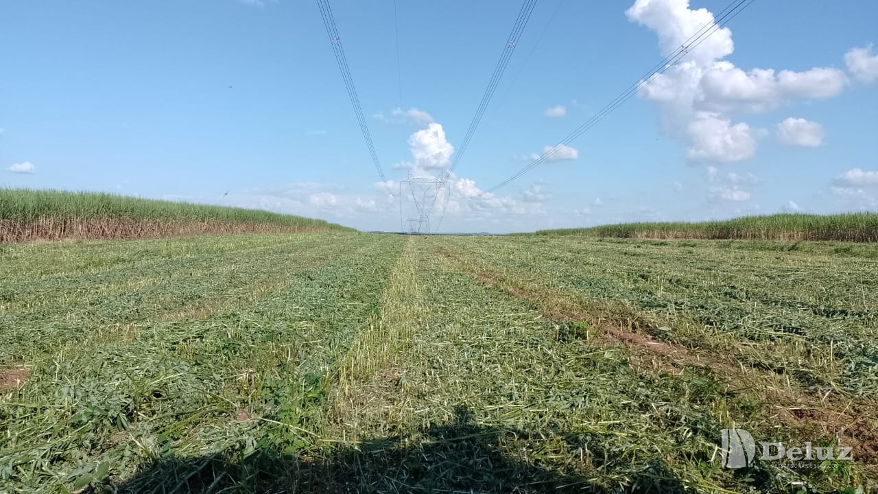 Faixa roçada sob os condutores, em área de cana