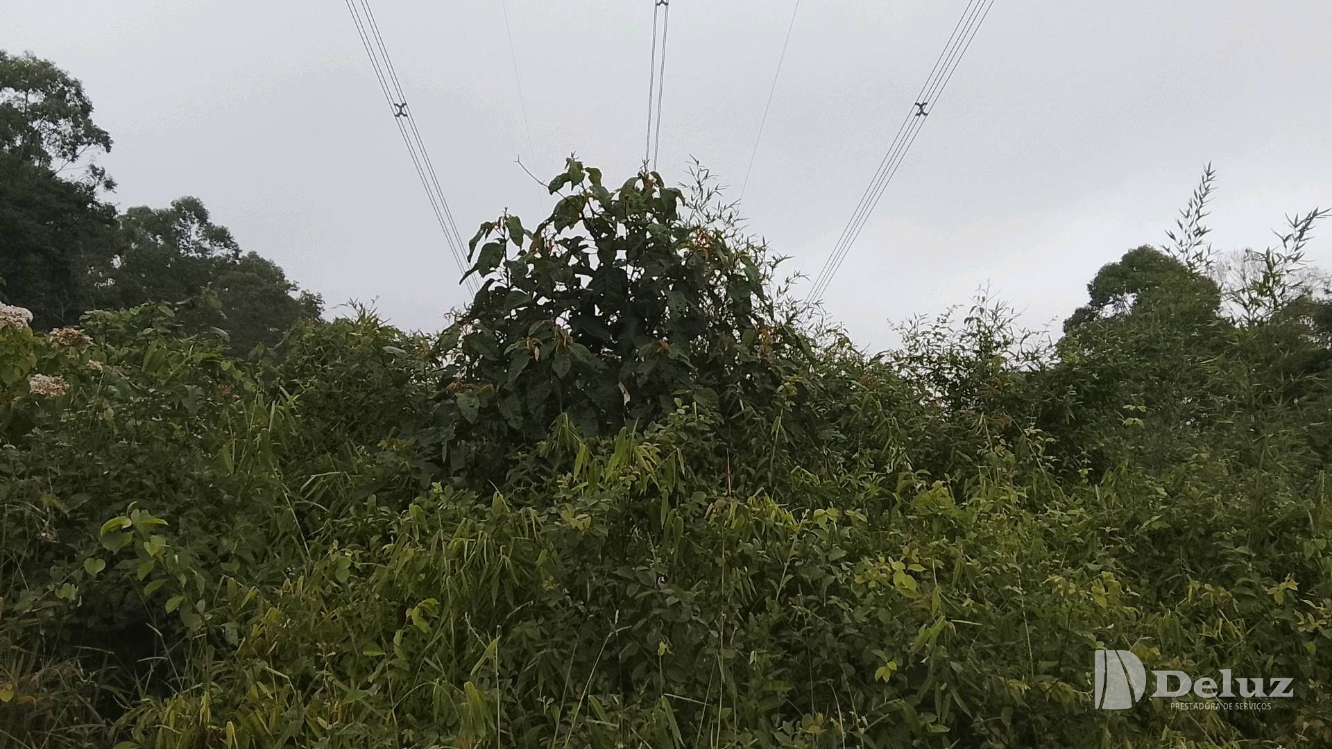 Vegetação alta e fechada sob os condutores, antes da roçada