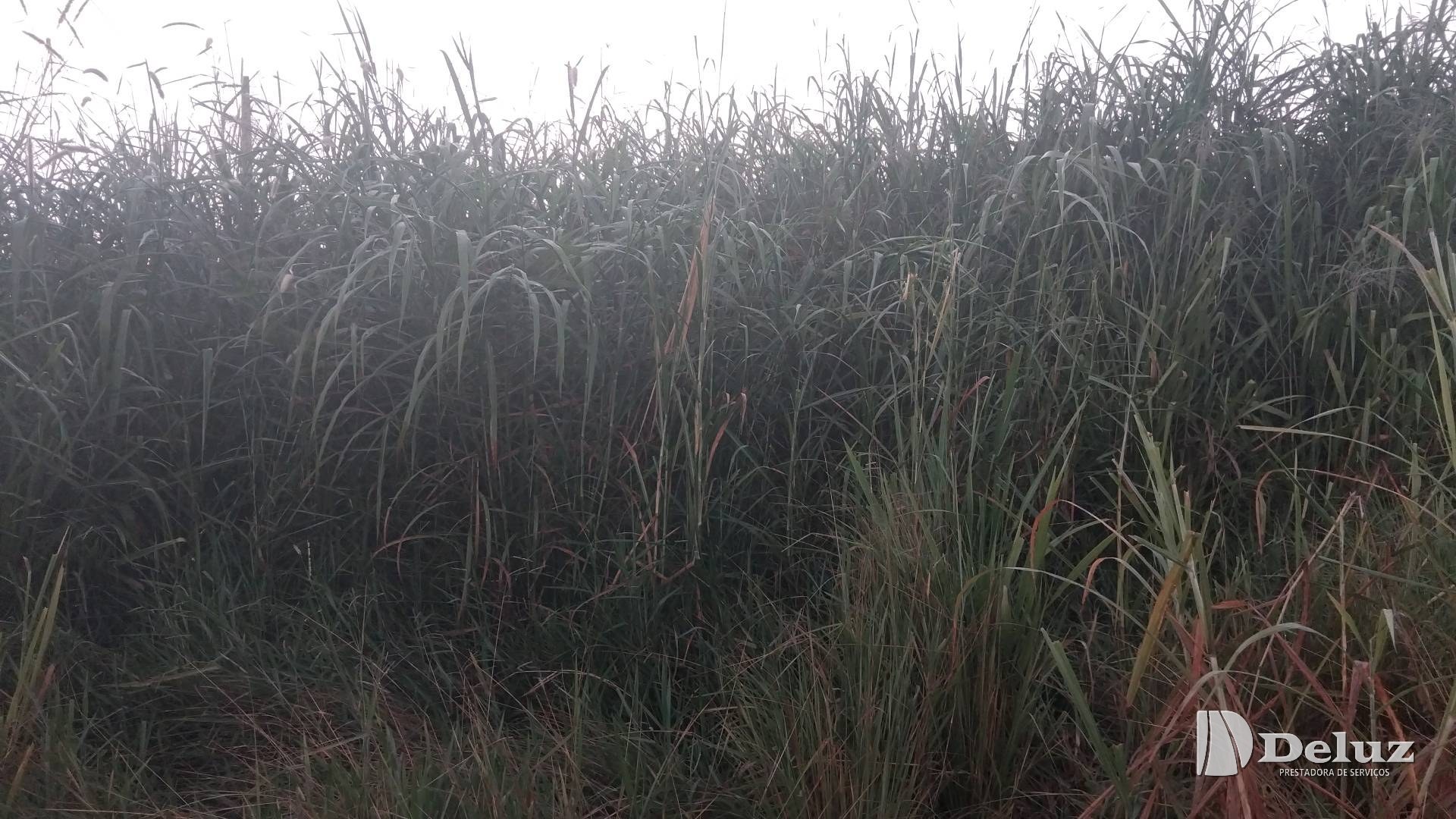 Capim alto e denso ocupando a faixa de servidão