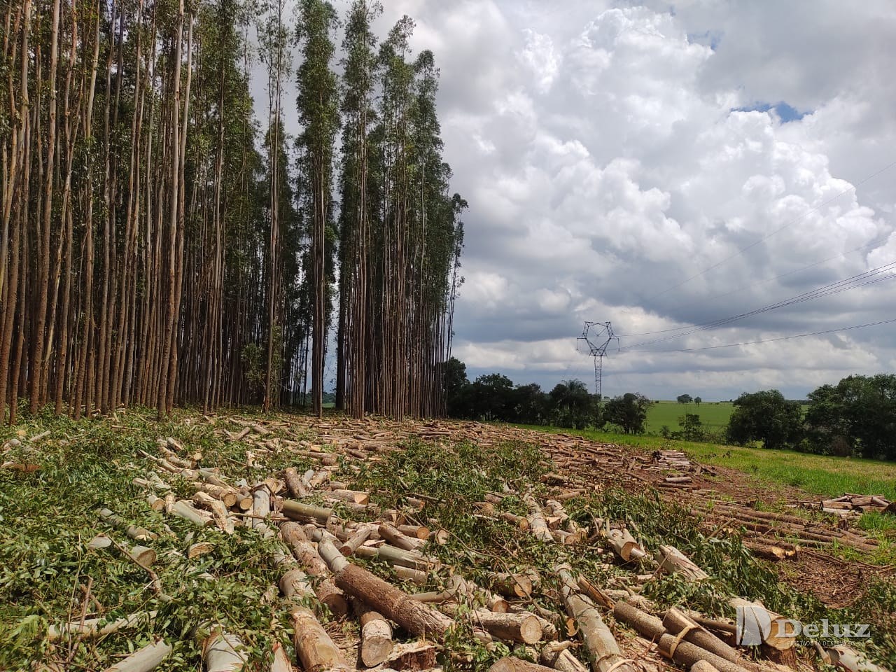 Toras empilhadas em talhão de eucalipto, com a estrutura da linha ao fundo