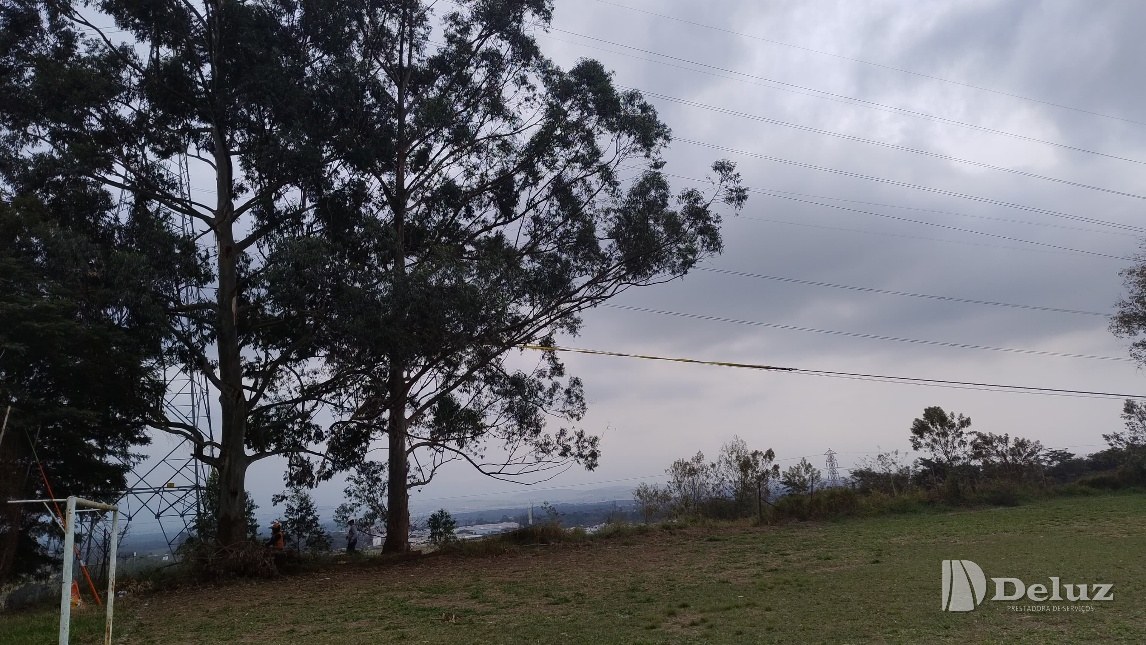 Árvore alta junto aos condutores, antes da intervenção