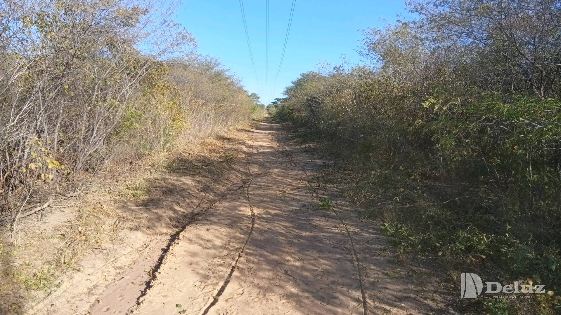 Acesso estreito entre vegetação alta, com marcas de máquina no solo
